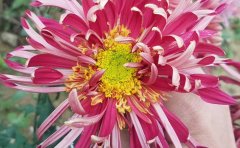 <b>獨本菊種苗-獨本菊盆栽批發(fā)價格</b>