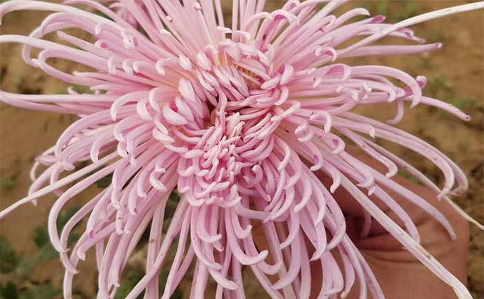 盆栽獨(dú)本菊紫霞仙子實(shí)拍圖