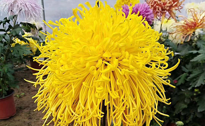 獨(dú)本菊培育種植基地實(shí)拍圖