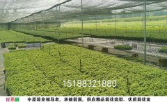 <b>開封菊花苗銷售基地</b>