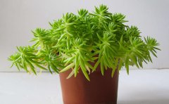 佛甲草一般多少錢一平方