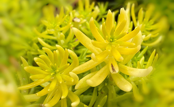 佛甲草變黃的照片