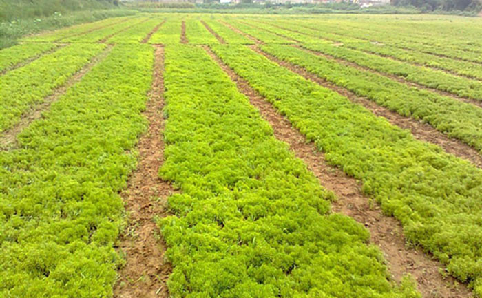 地栽金葉佛甲草遠(yuǎn)景照片