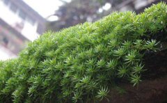 金葉佛甲草的養(yǎng)殖方法和注意事項(xiàng)有哪些