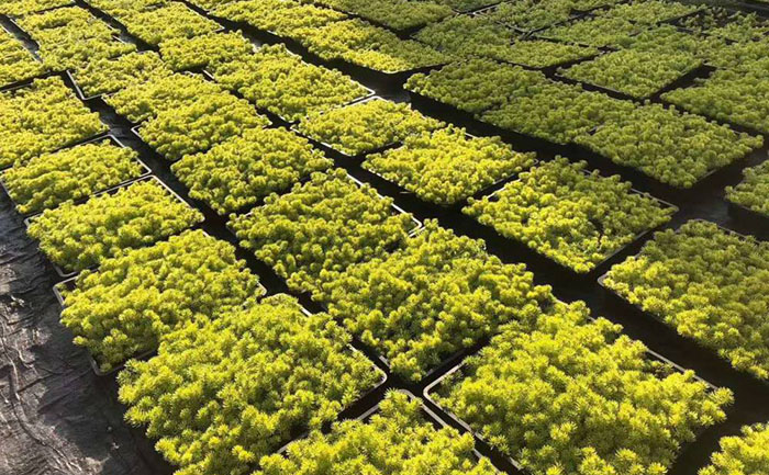 方盤(pán)金葉佛甲草照片