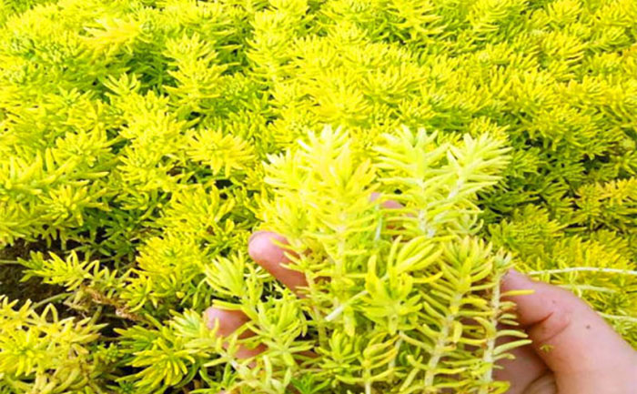 地栽金葉佛甲草照片