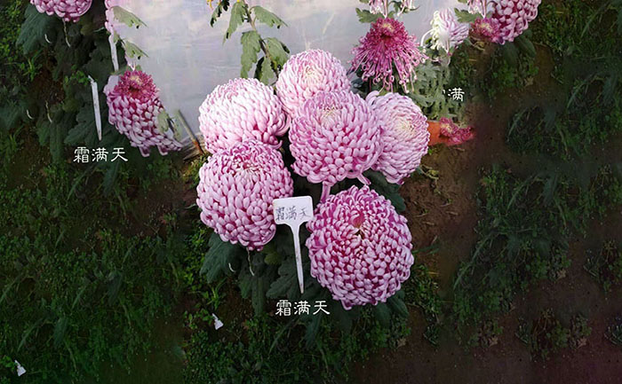 獨本菊霜滿天照片