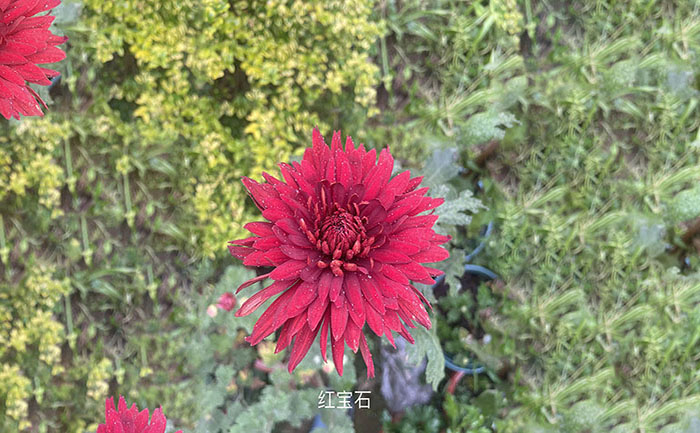 獨本菊品種紅寶石照片