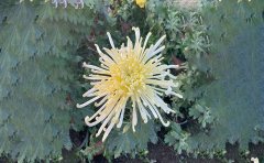 獨(dú)本菊名詞解釋