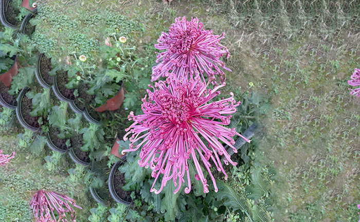 獨(dú)本菊品種飛鳥美人實(shí)拍照片