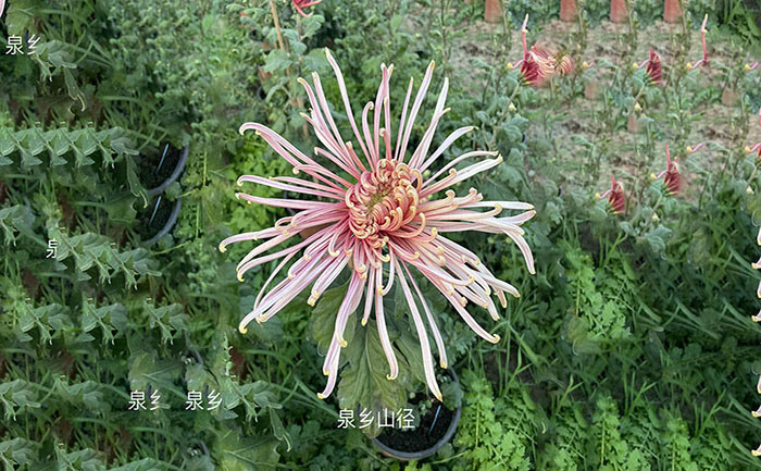 獨(dú)本菊品種泉鄉(xiāng)山徑實(shí)拍照片