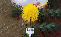 獨(dú)本菊三段根法