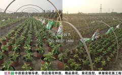 獨(dú)本菊基地