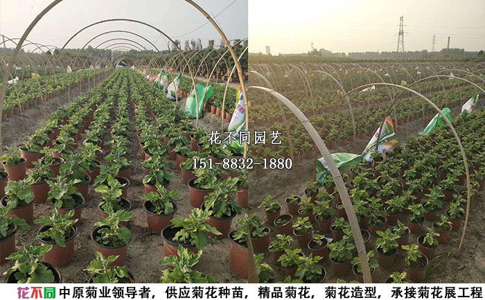 花不同園藝獨本菊基地照片