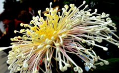 訪菊花基地，尋菊花產(chǎn)業(yè)的發(fā)展之路