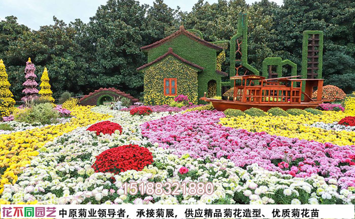 開封菊花基地花海景觀實(shí)拍圖