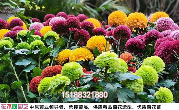 開封菊花基地里的乒乓菊