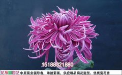 開封菊花基地菊花批發(fā)價格大揭秘