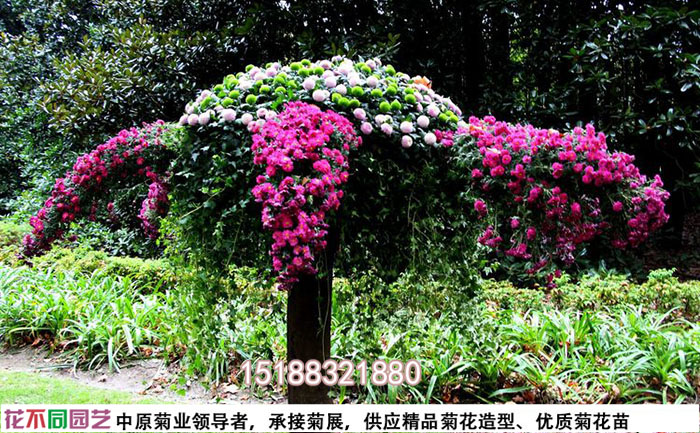 菊花造型設(shè)計(jì)圖