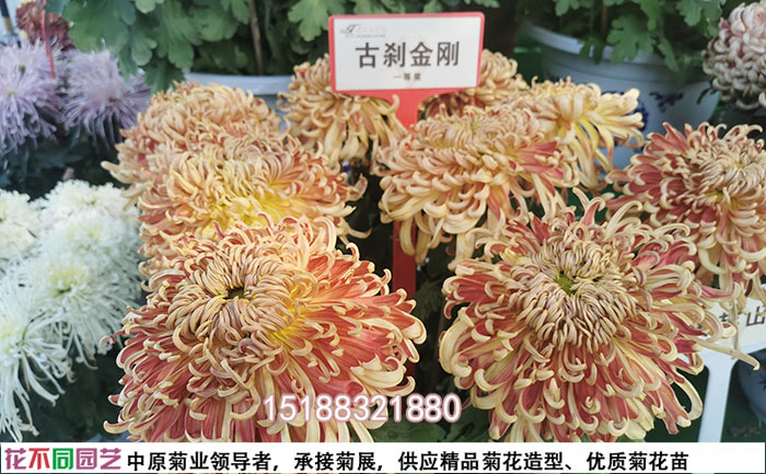 標(biāo)準(zhǔn)化培育的菊花種苗 優(yōu)質(zhì)菊花種苗特寫