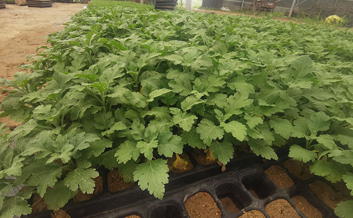 菊花種苗基地智能溫室實(shí)拍