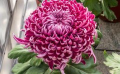 優(yōu)質(zhì)菊花種苗供應(yīng)商 | 專業(yè)菊花苗圃直銷 | 品種