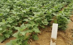 菊花幼苗培育方法詳解：7個(gè)步驟輕松掌握