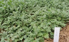 菊花種苗大規(guī)模采購(gòu)合同