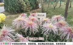 獨(dú)本菊菊花種苗品種名稱大全