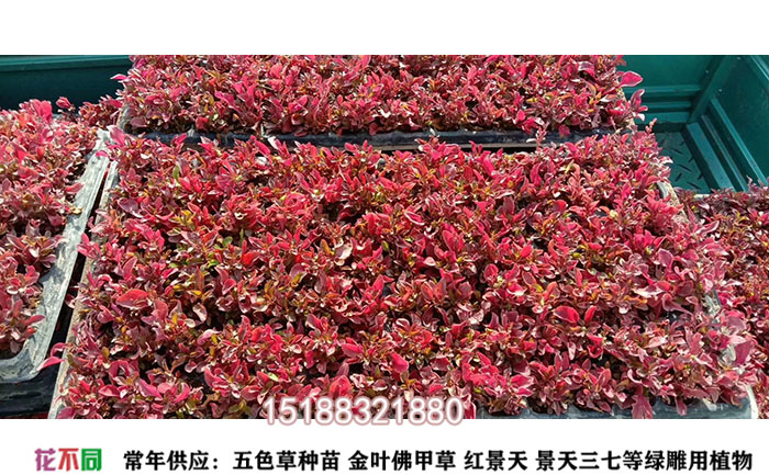 五色草紅草穴盤苗實拍照