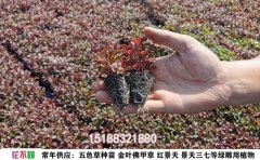 五色草品種大全｜50+特色品種選購與養(yǎng)護(hù)指南