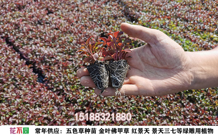 五色草品種-大葉紅草