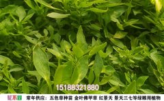 五色草怎么養(yǎng)？7個實用技巧教你輕松養(yǎng)護(hù) | 五色