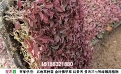 五色草穴盤苗批發(fā)價格2025：市場行情與采購指南