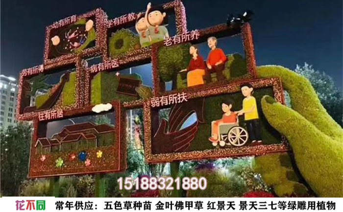 五色草穴盤苗種植基地照片