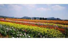 低成本花海施工技術(shù)：7大核心步驟實現(xiàn)景觀與成