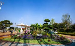 混合花境植物｜群落構(gòu)建與季相控制技術(shù)標(biāo)準(zhǔn)