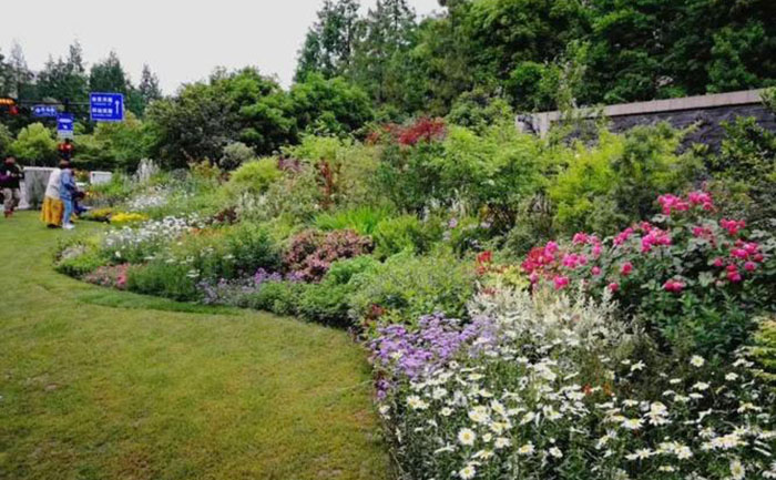 耐修剪花境植物設(shè)計(jì)圖