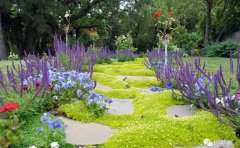 藍紫色花境植物組合設(shè)計指南｜低維護高顏值景