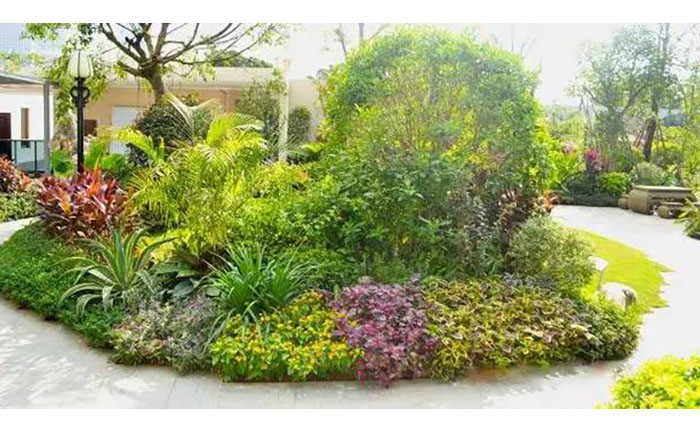 耐寒宿根花卉品種