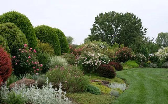 宿根花卉實拍圖
