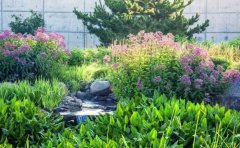 石竹宿根花卉種植指南｜品種選擇與四季養(yǎng)護技