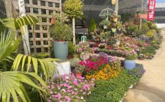 宿根花卉園林景觀設(shè)計方案｜生態(tài)規(guī)劃與智能養(yǎng)