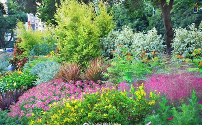 宿根花卉分株繁殖過程圖