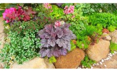 宿根花卉土壤改良方法｜根系優(yōu)化與微生物調(diào)控