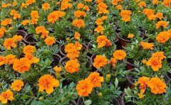 孔雀草基地批發(fā)供應(yīng)價格|品種簡介_圖片_種植養(yǎng)