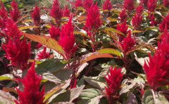 耐寒草花品種全解析｜零下35℃存活品種與越冬養(yǎng)