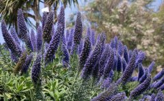 四季開花草花品種｜2024年周年開花技術(shù)與耐寒耐