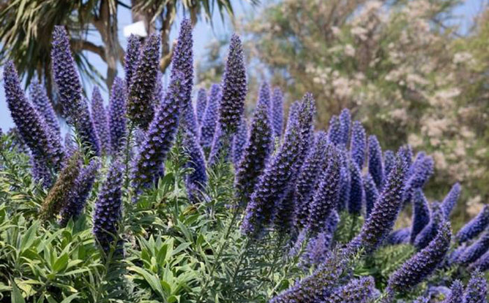 四季開(kāi)花草花品種照片