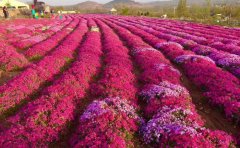 觀賞菊花種苗基地直銷 | 菊花花海建設(shè)專家